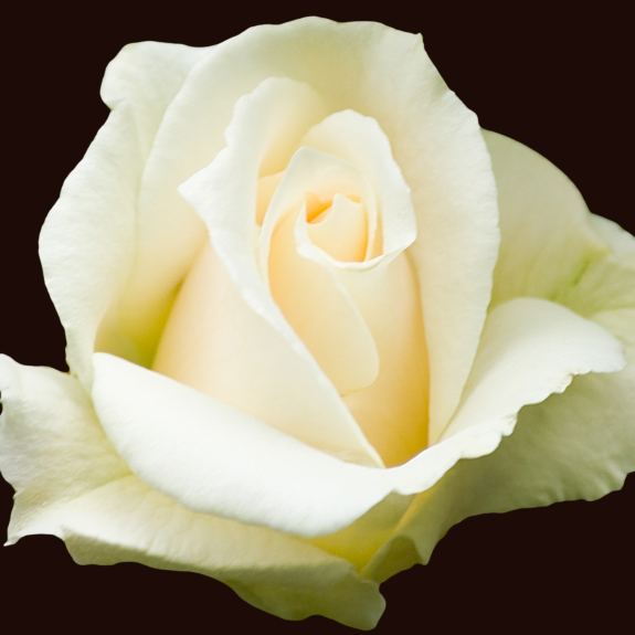 Roses Nursery Melbourne Rose Plants Delivery Melbourne All Green